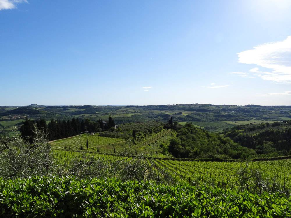 Rows of Sangiovese vines seen from the panoramic terrace of Villa I Barronci
